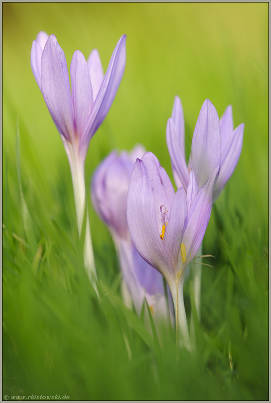 inmitten der Wiese... Herbstzeitlose *Colchicum autumnale*