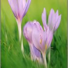 inmitten der Wiese... Herbstzeitlose *Colchicum autumnale*