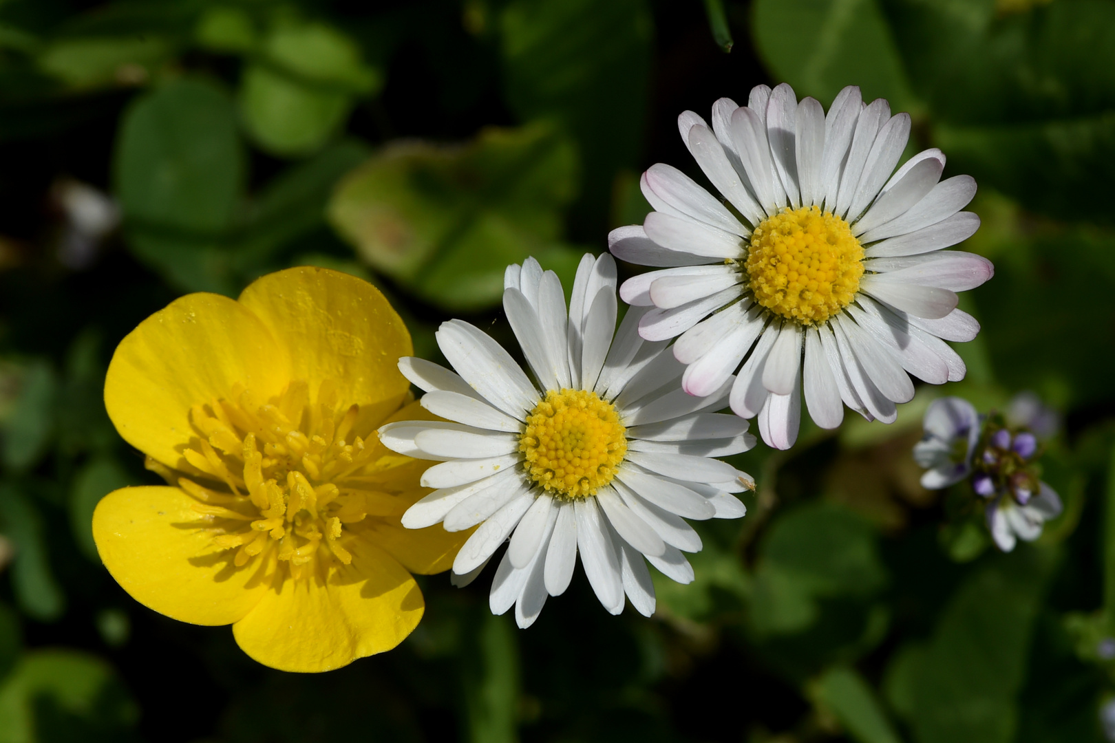 Inmitten der Wildblumen