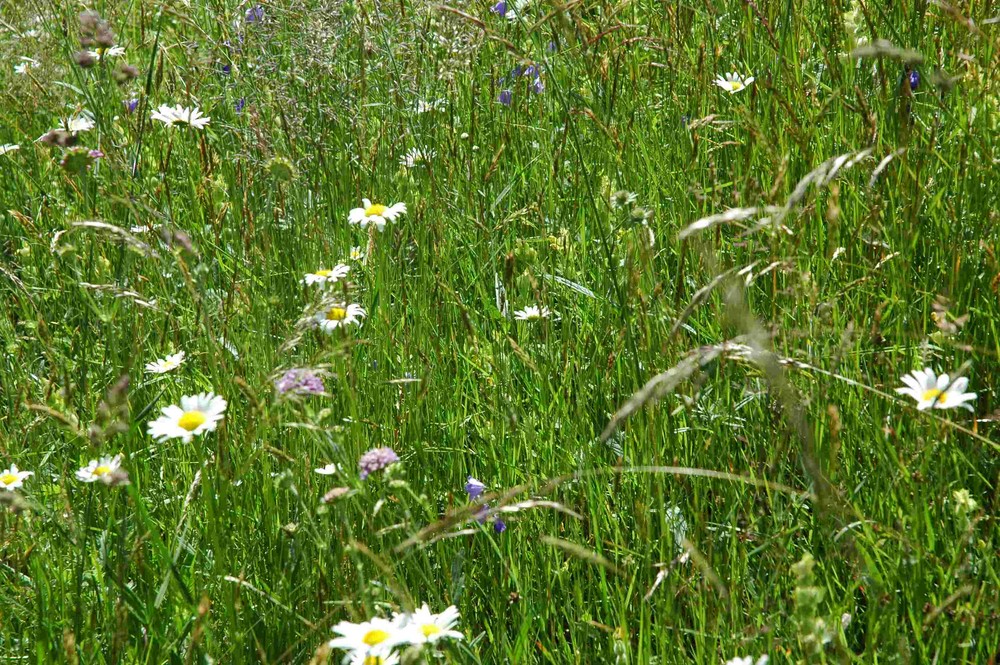 Inmitten des Gras- und Blumenfeldes