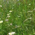 Inmitten des Gras- und Blumenfeldes