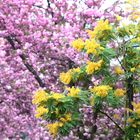 Inmitten des rosa Blütenmeer eine gelbe Mimosenblüte