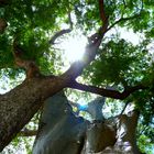 inmitten eines mächtigen Baobabbaums