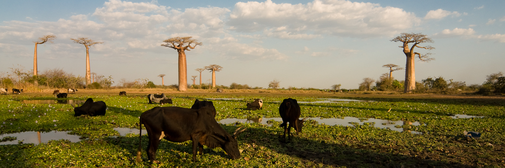 Inmitten mächtiger Baobabs