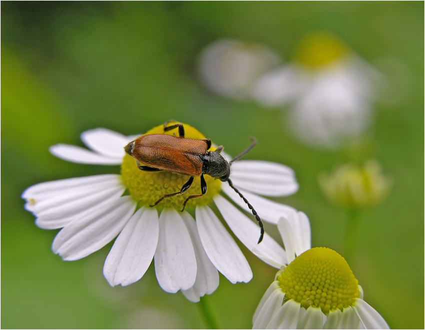 Inmitten von Blüten ...