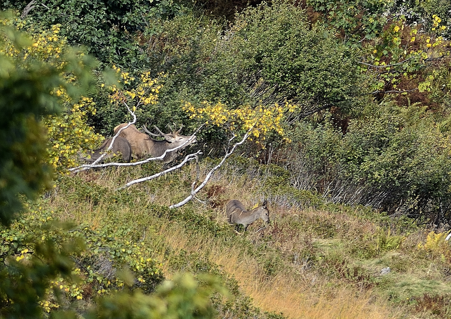 Inmitten von Herbstfarben...