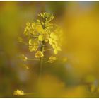 Inmitten von Rapsblüten 