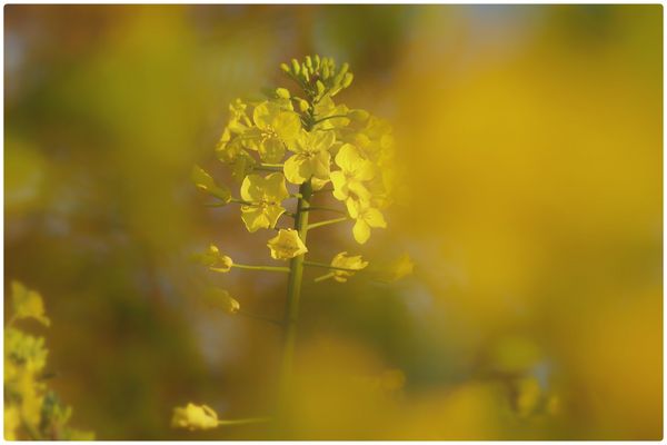 Inmitten von Rapsblüten