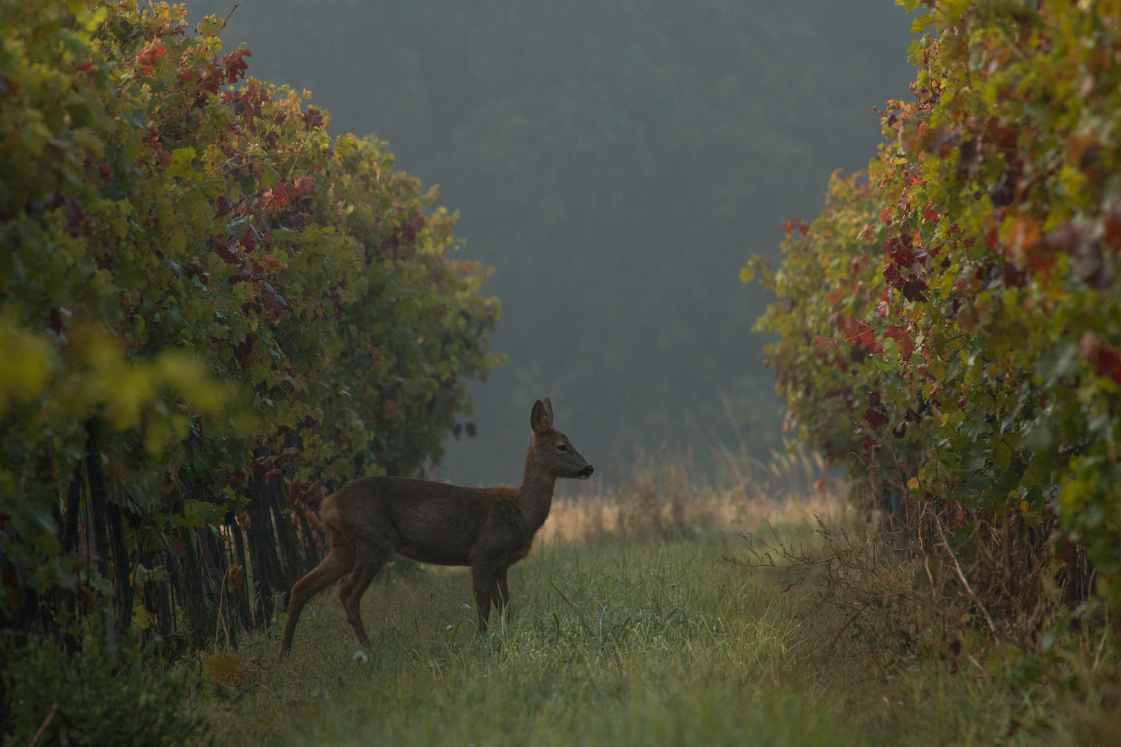 inmitten von Weinbergen