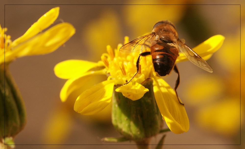 Innaturale impollinazione di fiori a dicembre