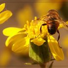 Innaturale impollinazione di fiori a dicembre