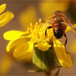 Innaturale impollinazione di fiori a dicembre