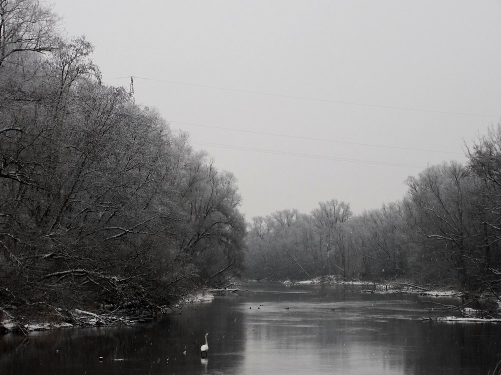 Innauen - Winteridylle reload mit Schwan