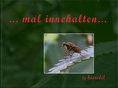 Innehalten...