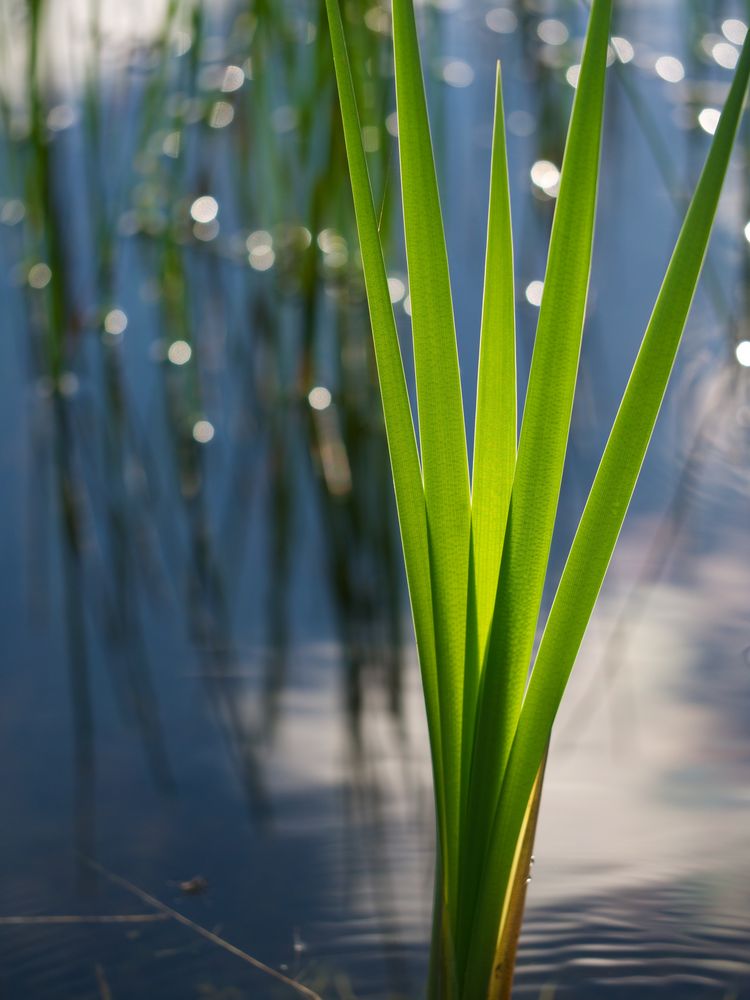 Innehalten am Teich - Junge Triebe einer Rohrkolbenpflanze