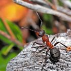 Innehalten, kurz vor dem Winter!  - Une fourmi exploratrice.