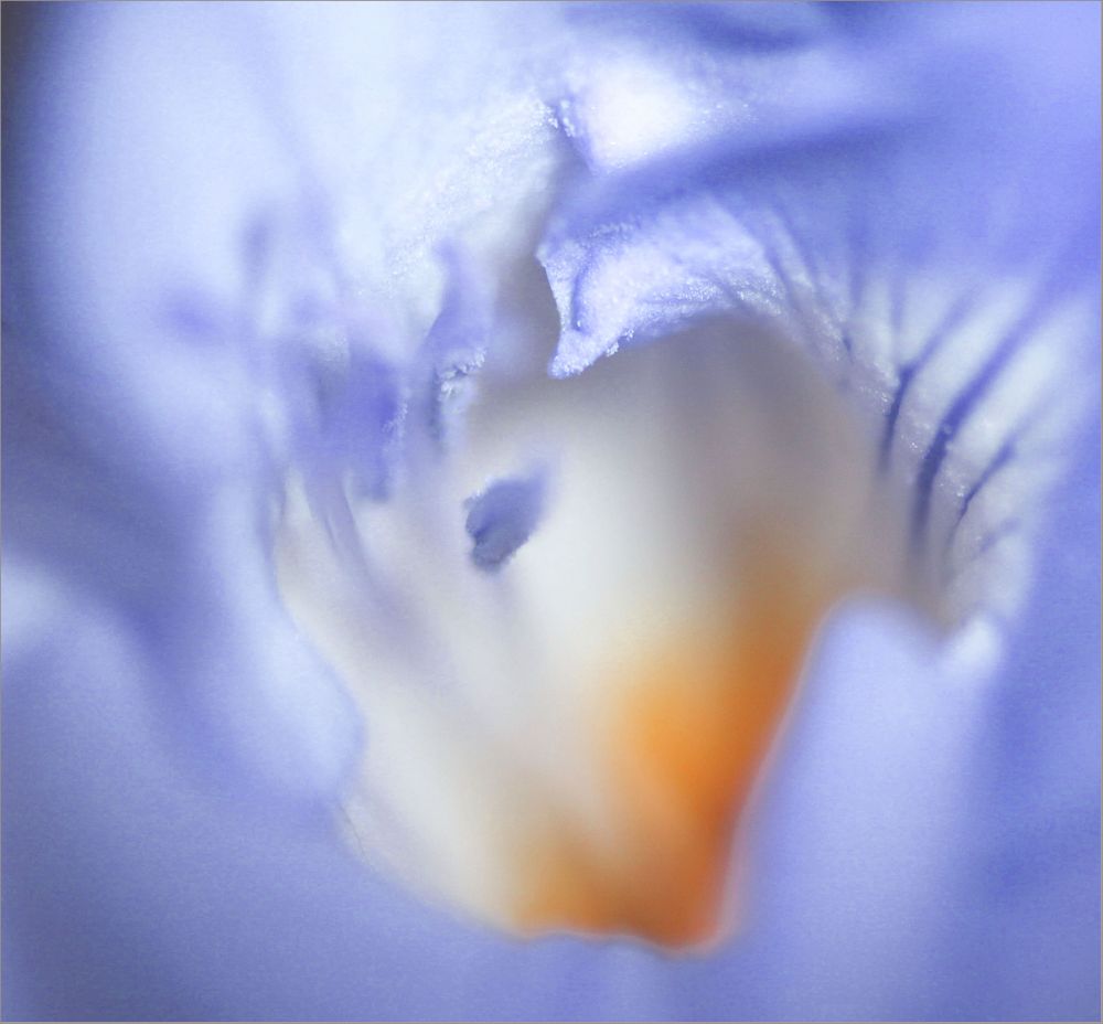Innen einer Blume- Dentro de una Flor