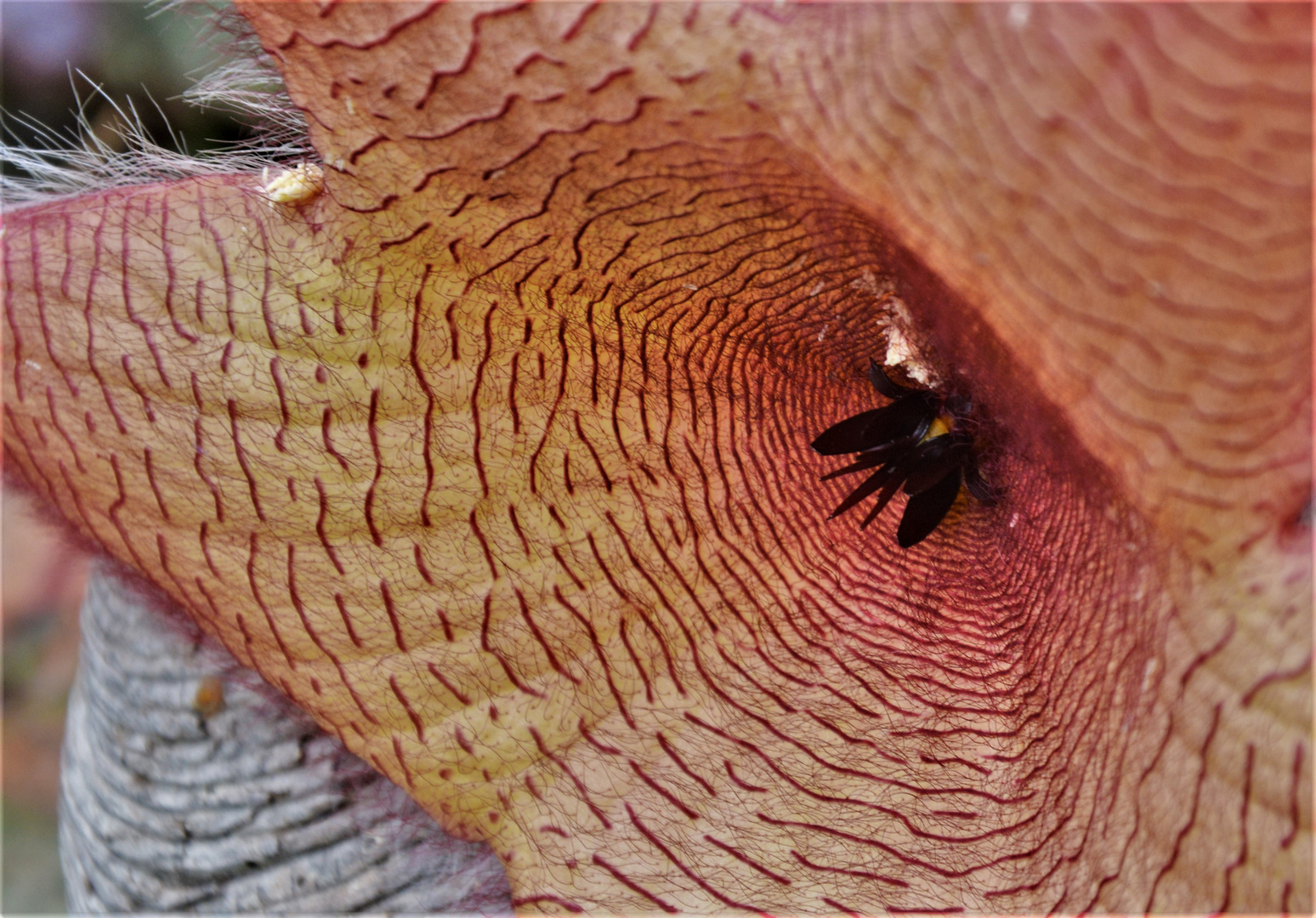 Innenansicht der Stapelienblüte