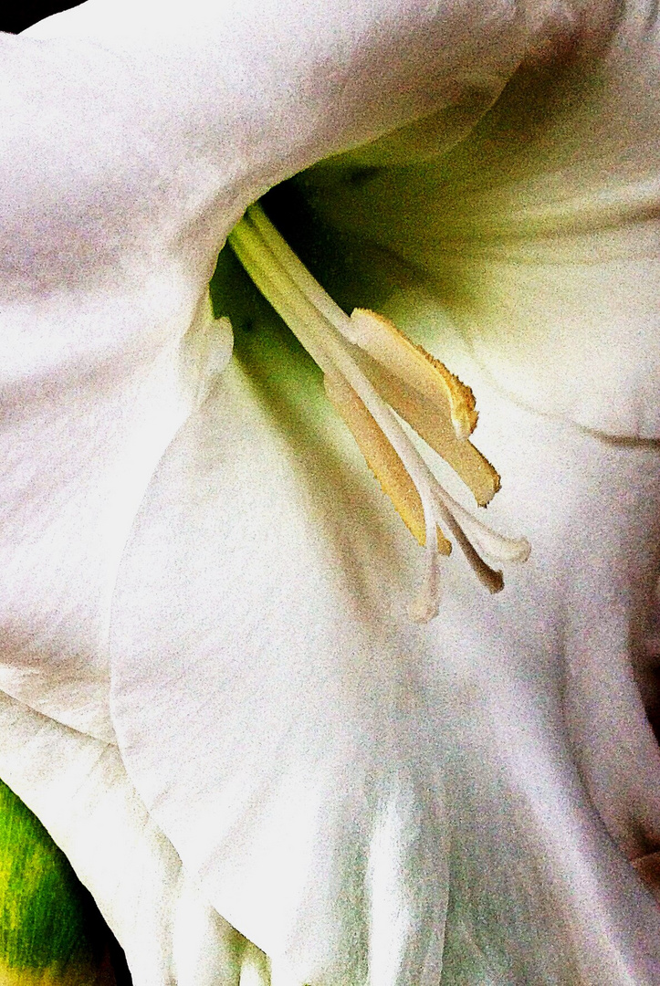 INNENANSICHT EINER GLADIOLE