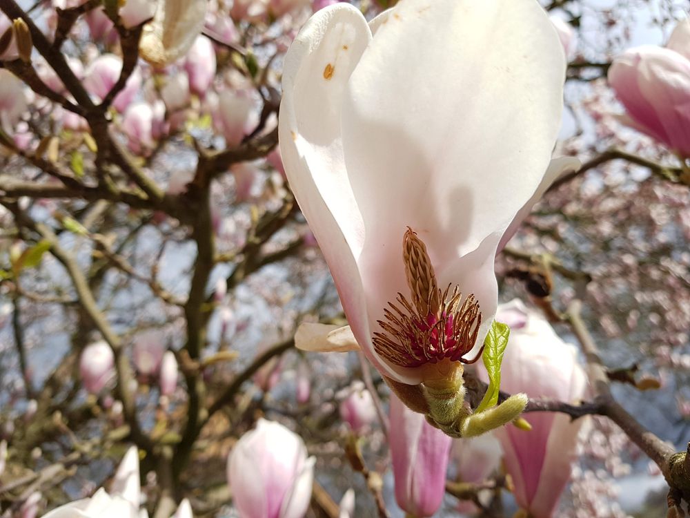 Innenansicht einer Magnolienblüte