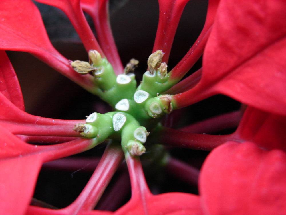 Innenblüte eines Weihnachtssternes