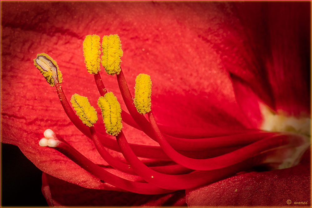 Innenleben Amaryllis