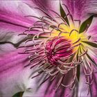 Innenleben Clematis