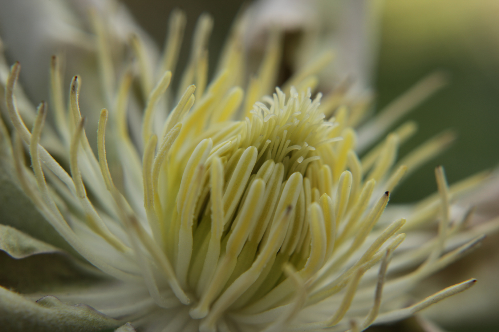 Innenleben der Clematis Crystal fountain