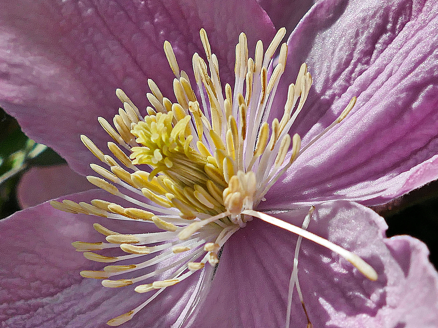 Innenleben der Clematis 