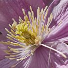 Innenleben der Clematis 