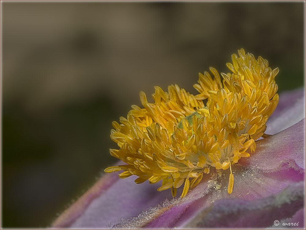 Innenleben einer Anemone