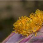 Innenleben einer Anemone