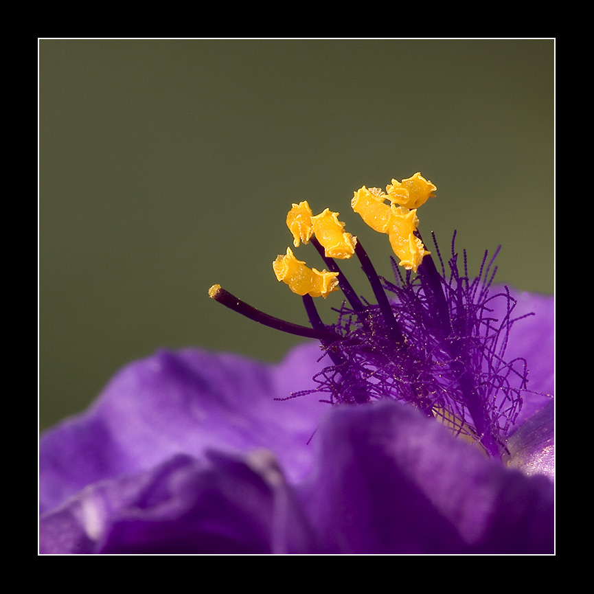 "Innenleben" einer Blüte