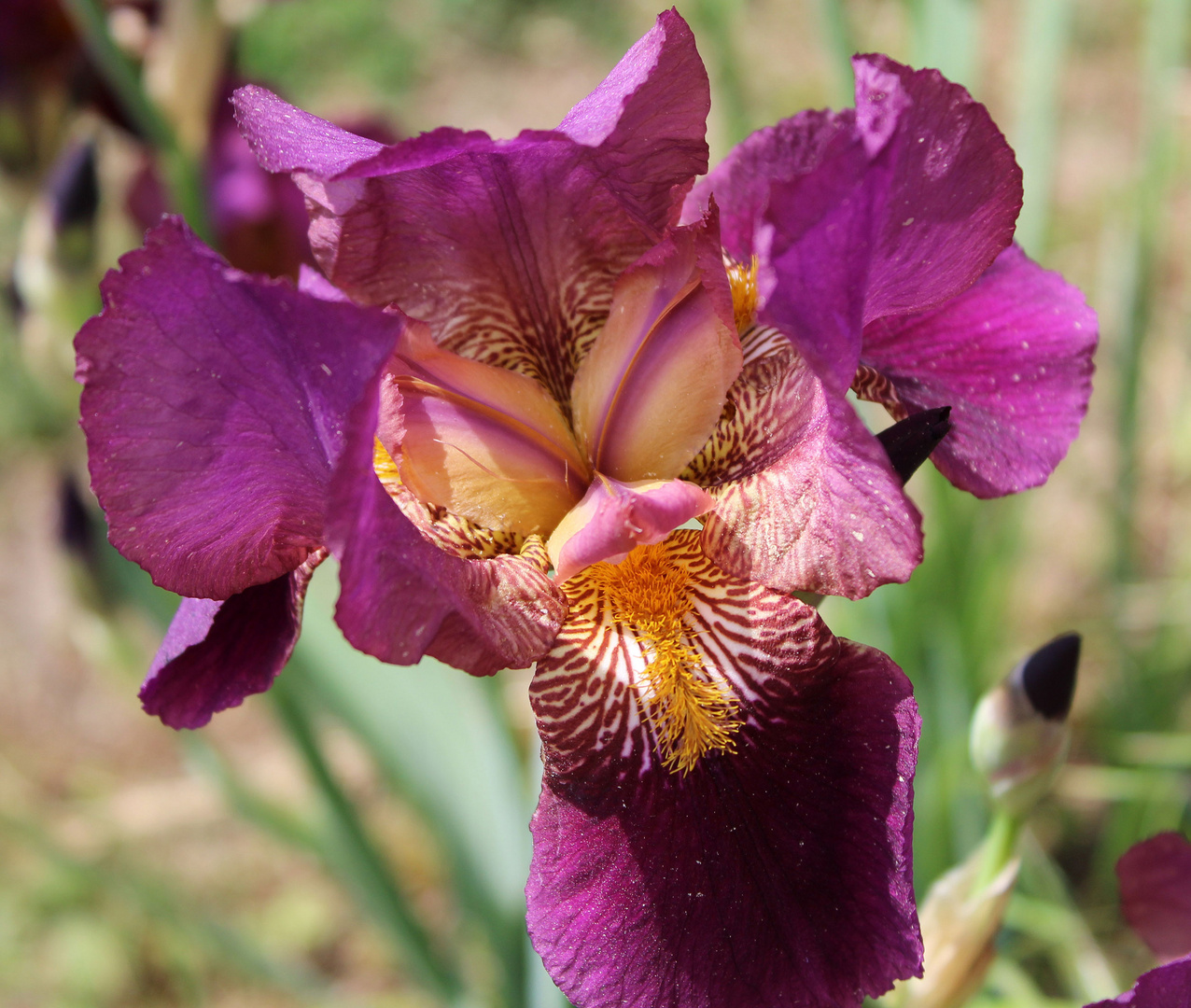 Innenleben einer Blüte