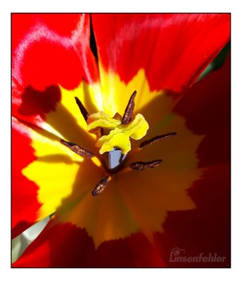 Innenleben einer Blüte