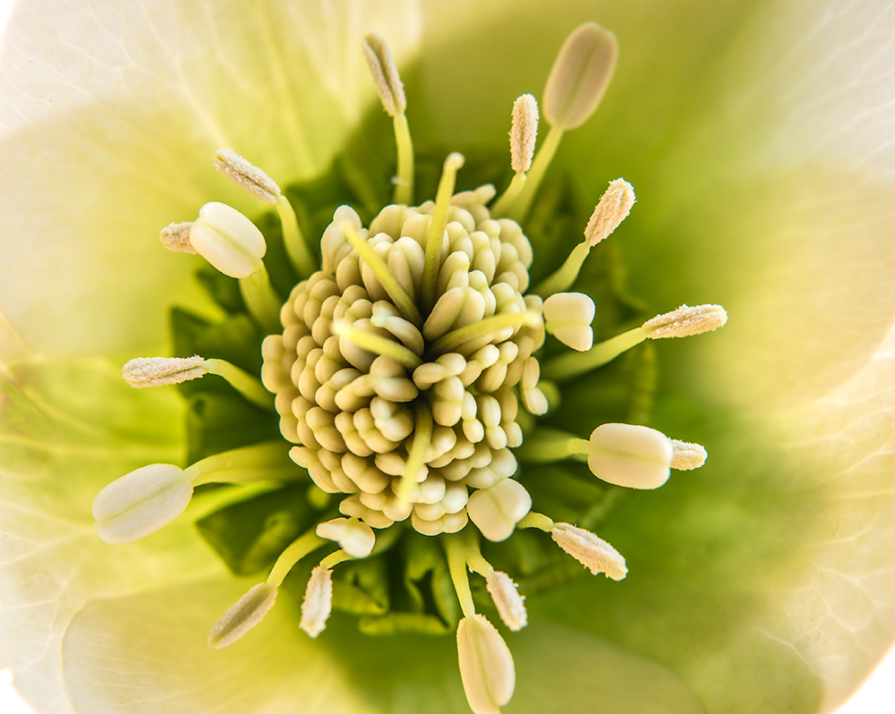 Innenleben einer Blüte