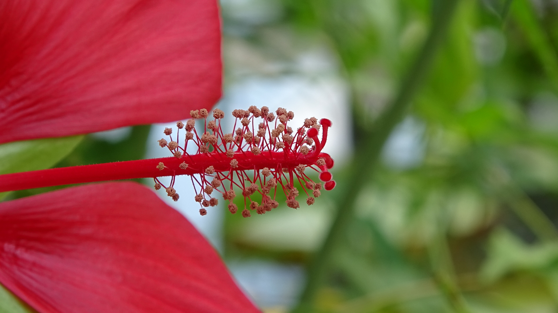 Innenleben einer Blüte_0010HF