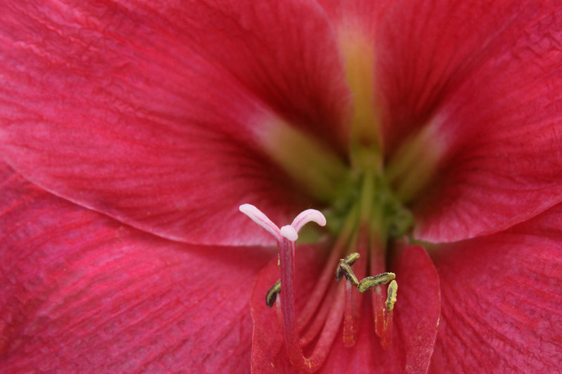 Innenleben einer Blume