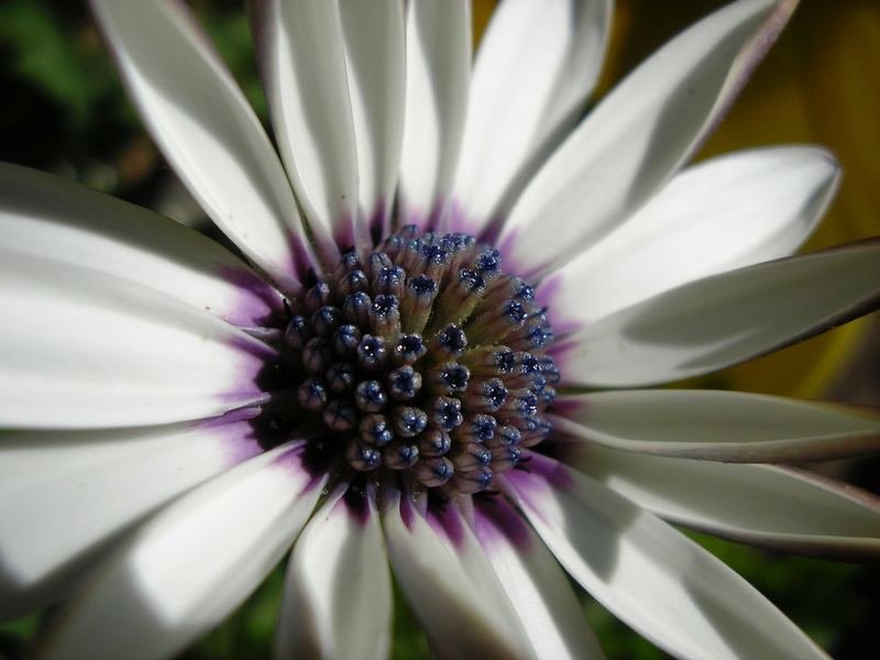 Innenleben einer Blume