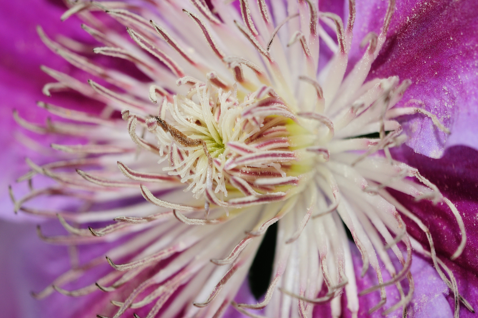 Innenleben einer Clematis