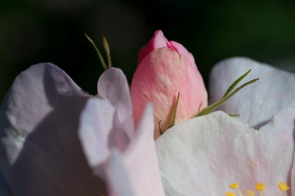 Innenleben einer Heckenrosenblüte