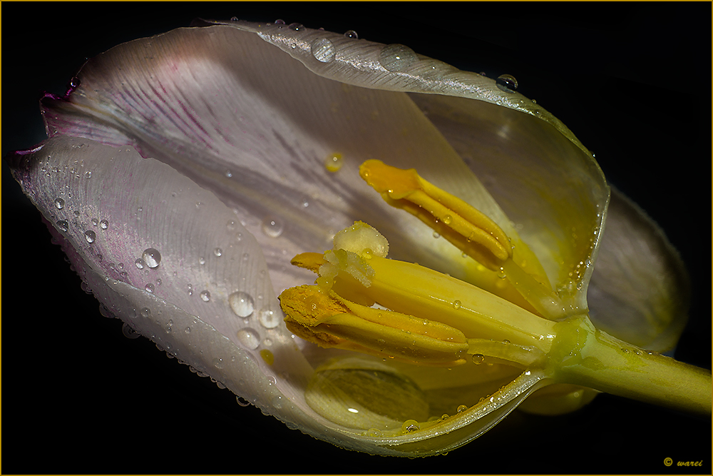 Innenleben einer hellen Tulpe