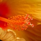 Innenleben einer Hibiskusblüte