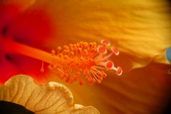 Innenleben einer Hibiskusblüte