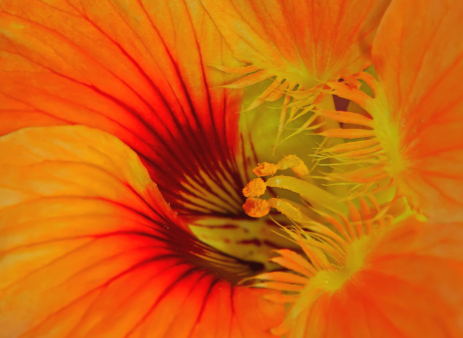 Innenleben einer Kapuzinerkressen-Blüte. - L'intérieur d'une capucine!