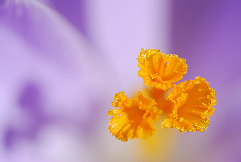 Innenleben einer Krokus Blüte