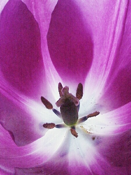 Innenleben einer lila Tulpe