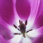 Innenleben einer lila Tulpe