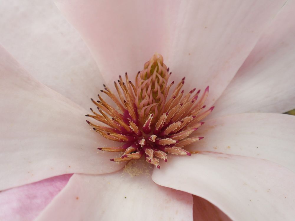 Innenleben einer Magnolienblüte