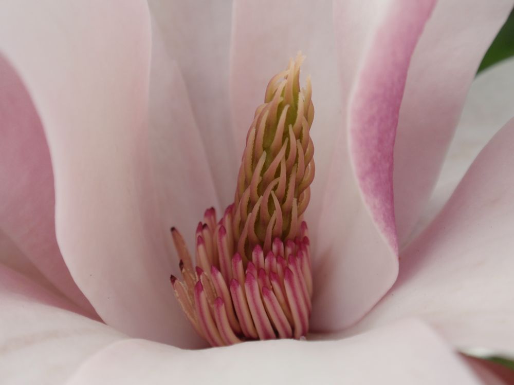 Innenleben einer Magnolienblüte